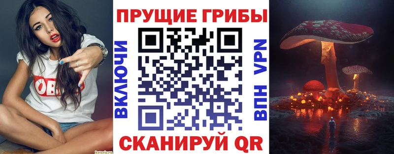 Псилоцибиновые грибы Cubensis  продажа наркотиков  Вольск 